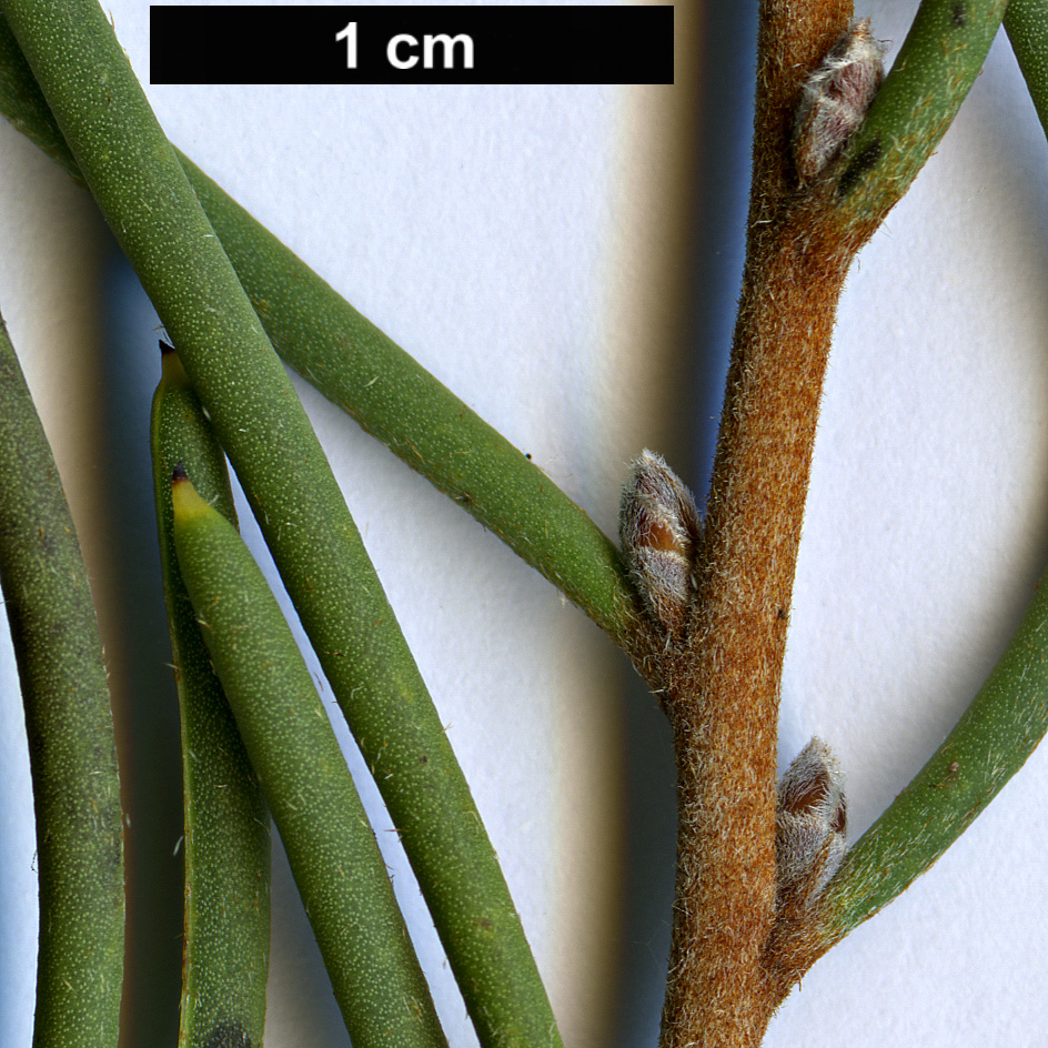 High resolution image: Family: Proteaceae - Genus: Hakea - Taxon: epiglottis - SpeciesSub: subsp. epiglottis